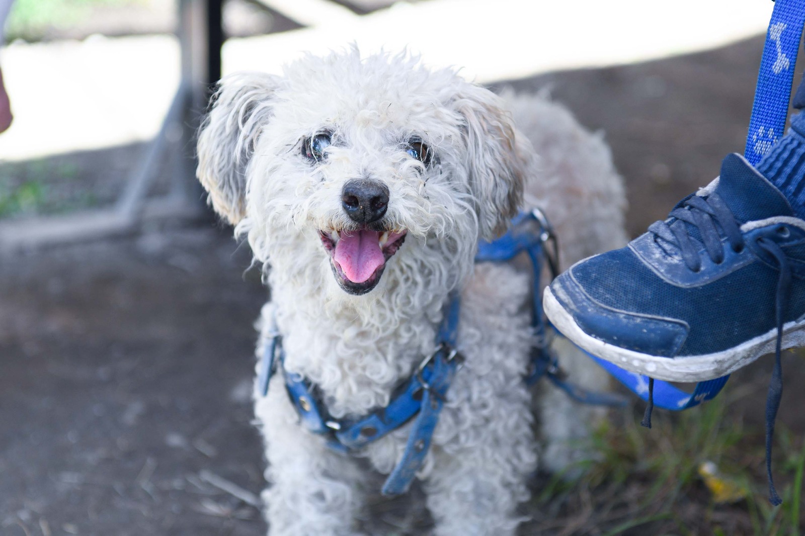 Puebla suma 22 años sin casos de rabia humana transmitida por perro: Salud