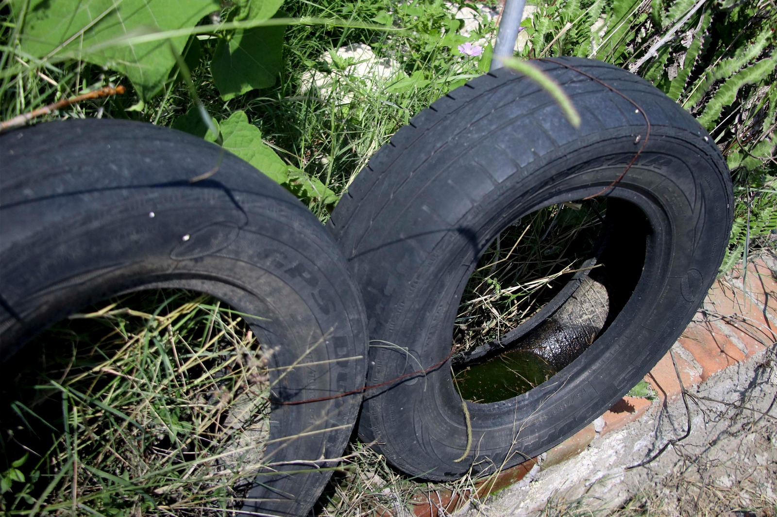Registra Puebla acumulado de 1,256 casos de dengue: Salud