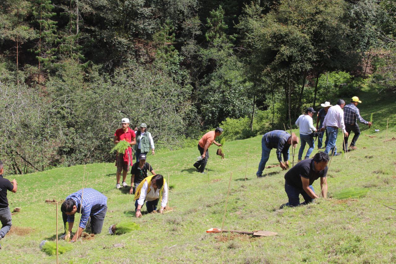 Ejecutará gobierno estatal ocho jornadas más de reforestación en 2023