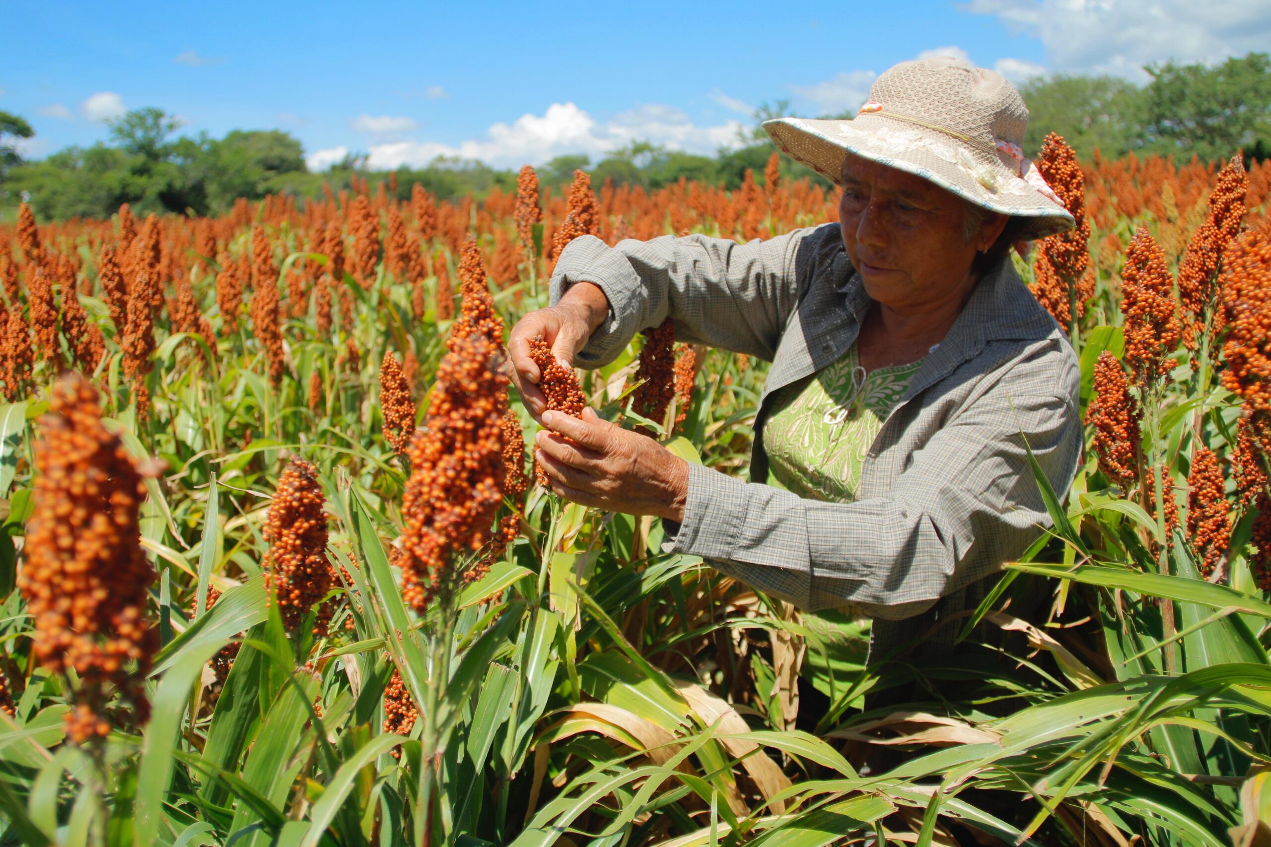 Impulsa gobierno de Puebla producción de sorgo en la Mixteca