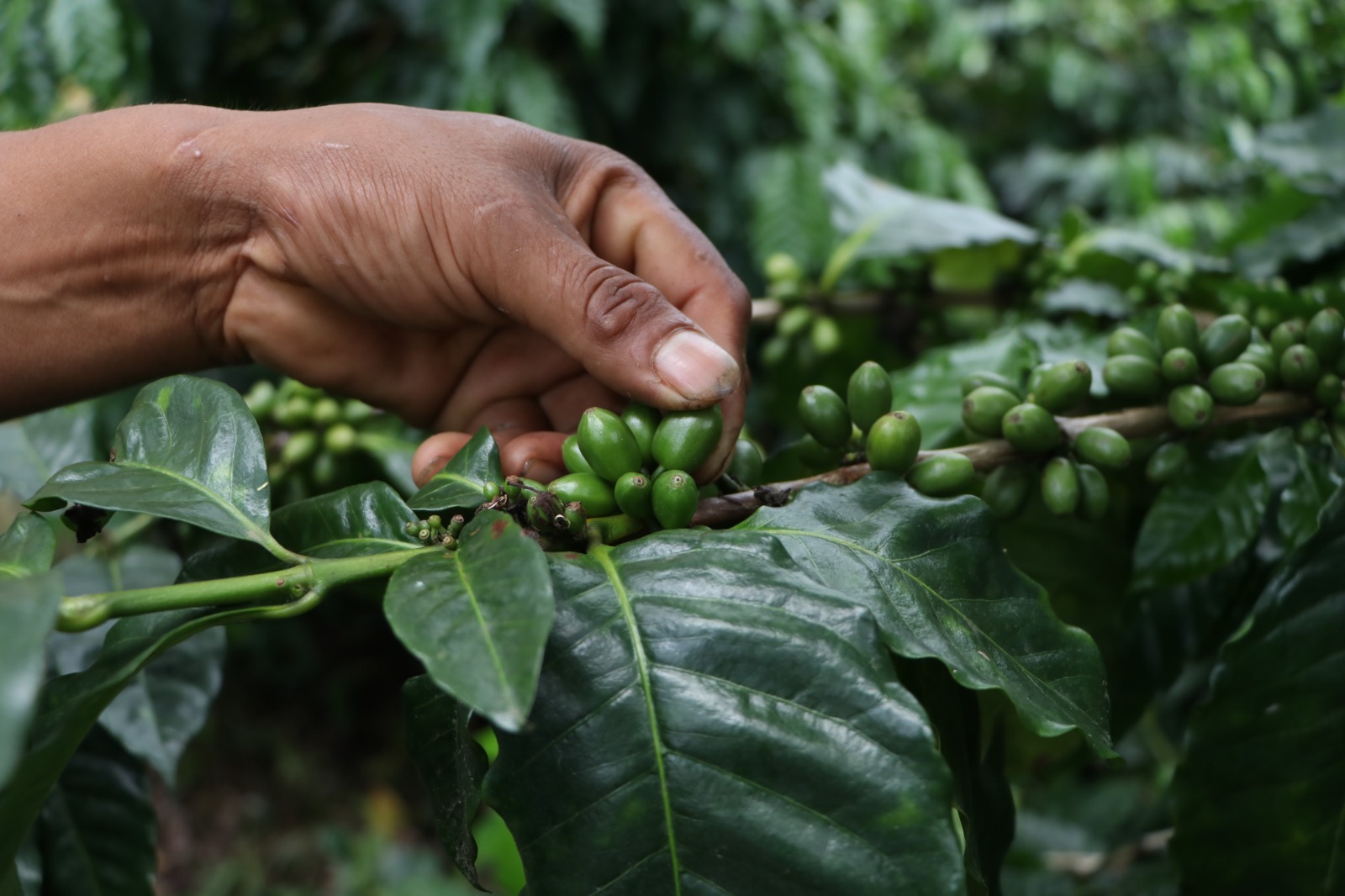 Inicia gobierno de Puebla muestreo para conocer producción de café