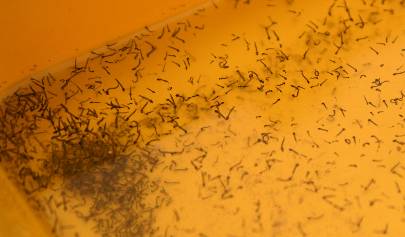 Mantienen 101 municipios casos de dengue: Salud