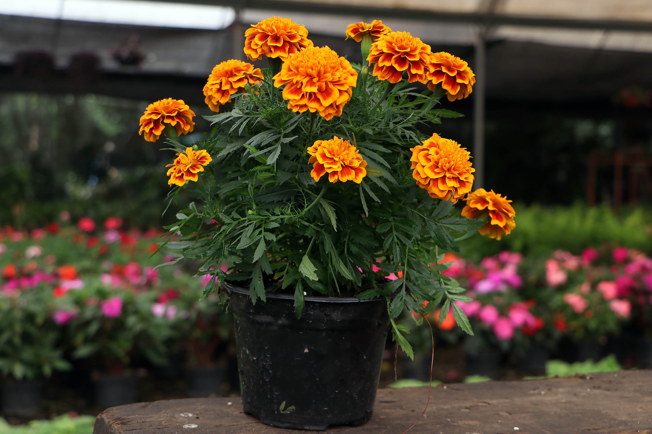 Otorga gobierno de Puebla beneficios a floricultores