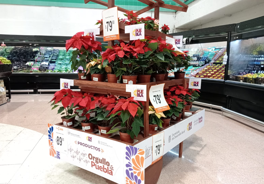 Impulsa gobierno de Puebla comercialización de nochebuena en tiendas Chedraui