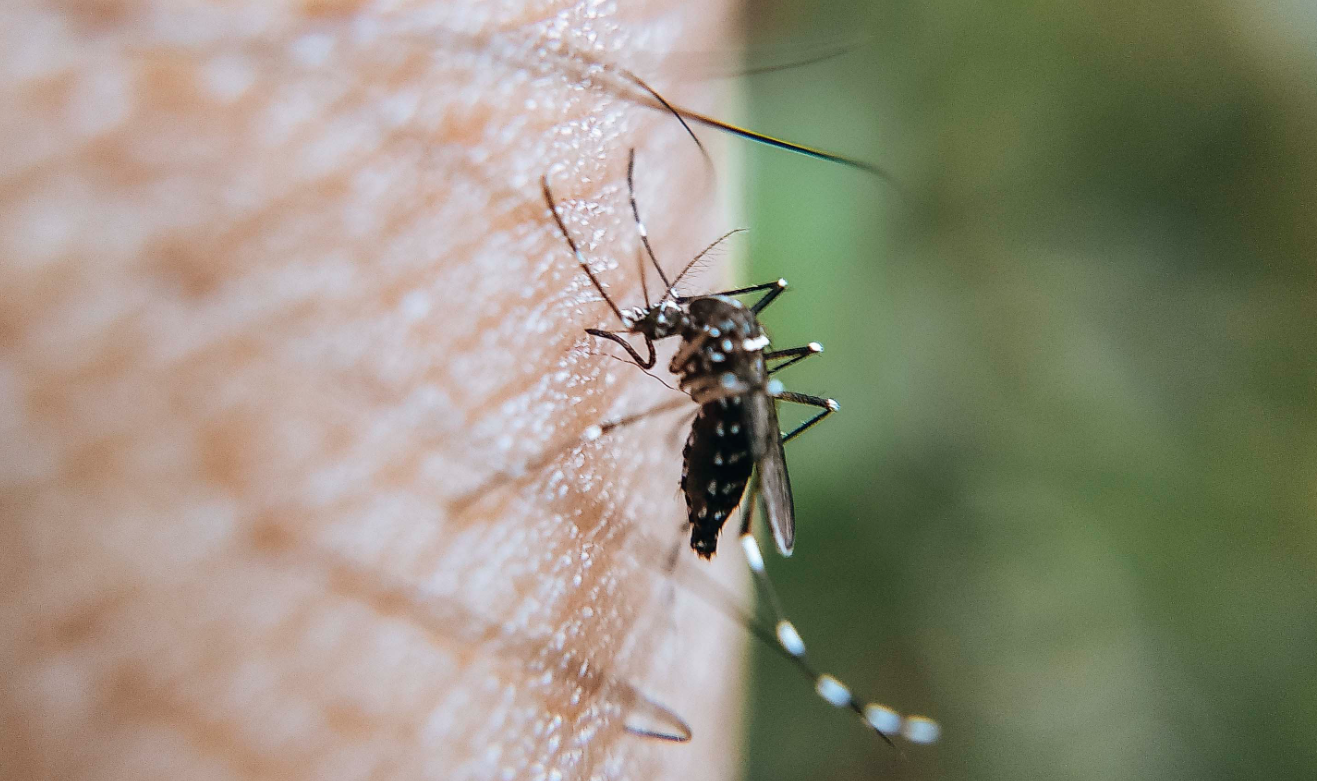 En últimas 24 horas, descarta Salud hospitalizados y defunciones por dengue