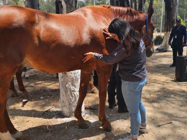 Atención a reporte de caballo desplomado en la Feria de Puebla 2025