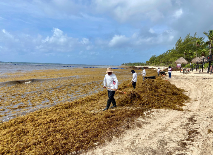 En semáforo rojo, playas de Quintana Roo por arribo de sargazo