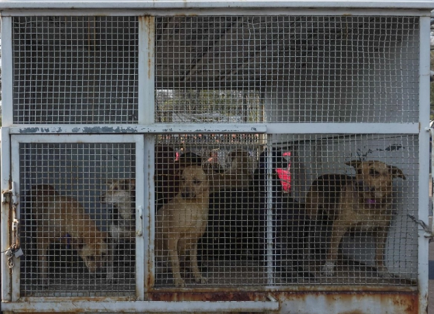 Rescatan 20 animales en condiciones de maltrato en inmueble de Guadalajara