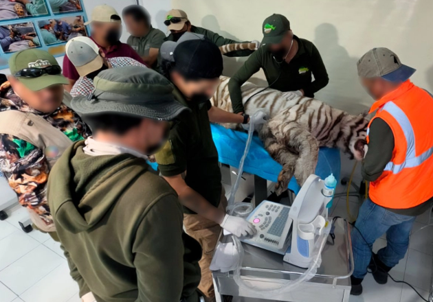 Muere baleado Kenzo, el tigre blanco que escapó en el Edomex
